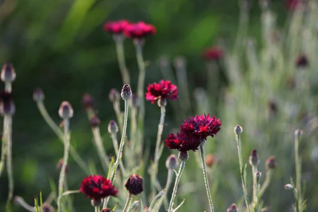 dark burgundy coloured Bachelor's buttons in the garden, some of the best annual flowers for cutting