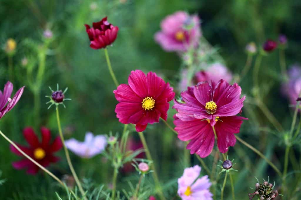 cosmos in the garden in various stages of growth