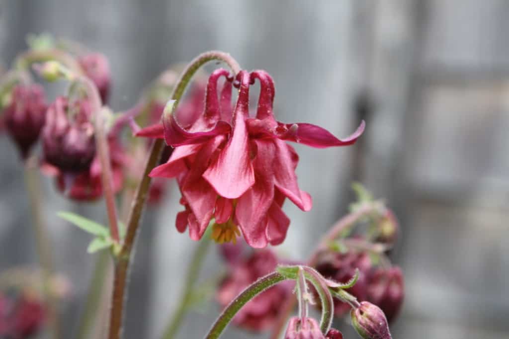 burgundy Columbine flowers in the garden