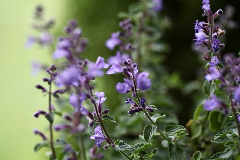 spent catmint blooms