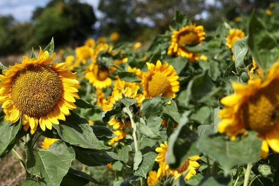 orange sunflowers in the field, showing how late to plant sunflower seeds