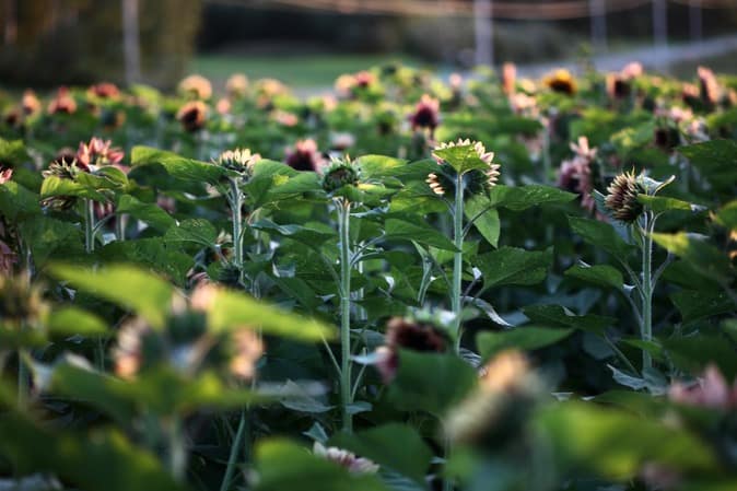 a field full of sunflowers, just starting to open their blooms, showing how late to plant sunflower seeds