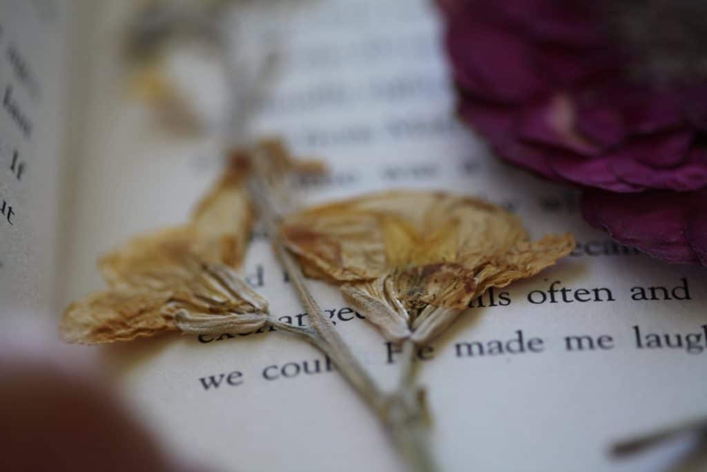 dried yellow stock flower pressed in a book