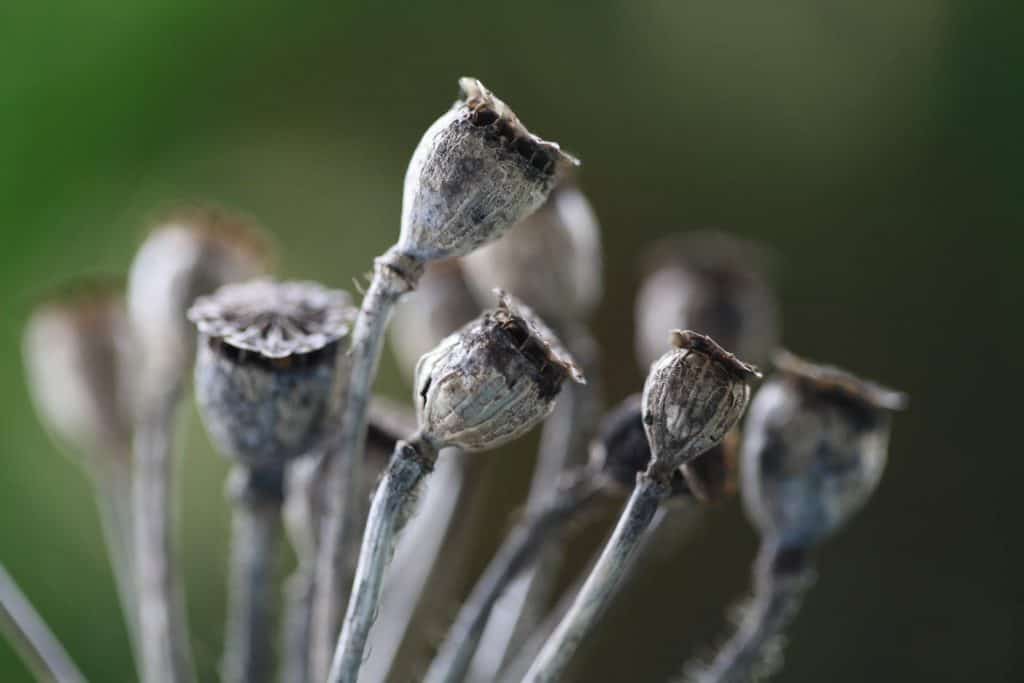 poppy seed pods against a blurred background, showing how to grow poppies from seed