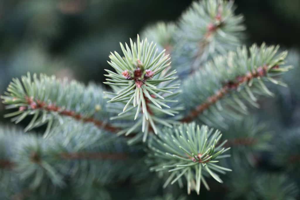 evergreen needles on a blue spruce