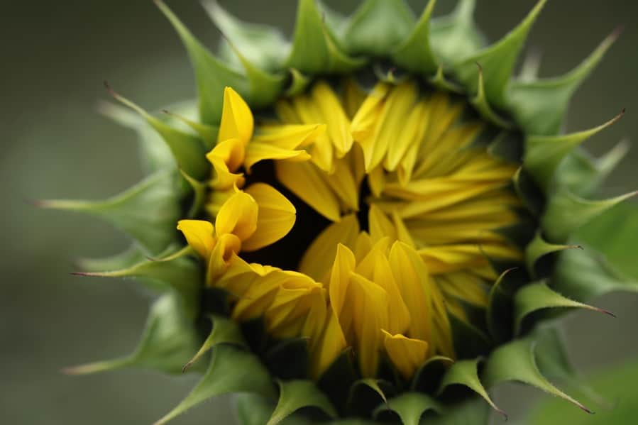 a yellow sunflower with petals starting to lift