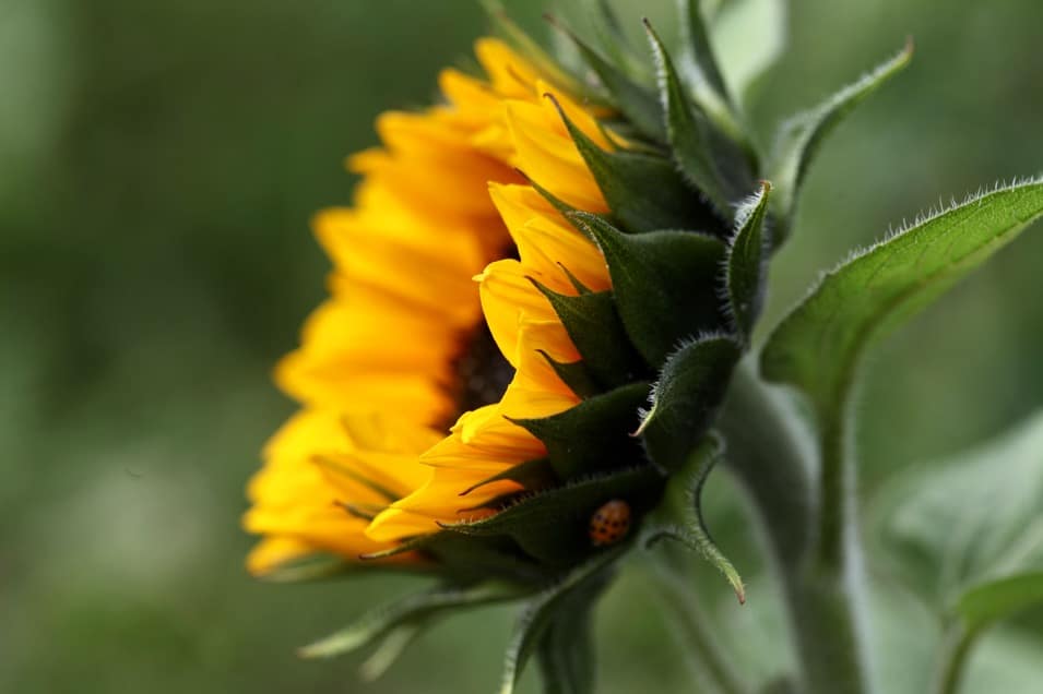 an orange sunflower opening up