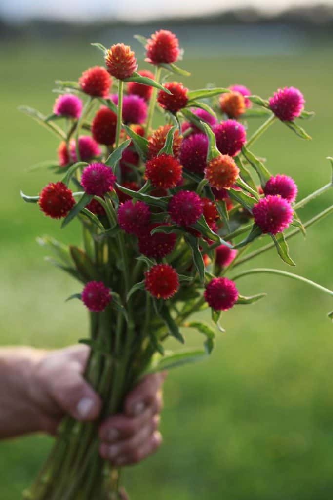 a hand holding a bouquet of Globe Amaranth with pink red and orange blooms against a blurred green background