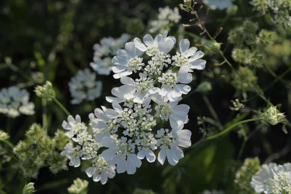 white Orlaya blooms and seed pods in the garden