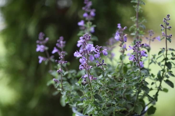 catmint with purple blooms