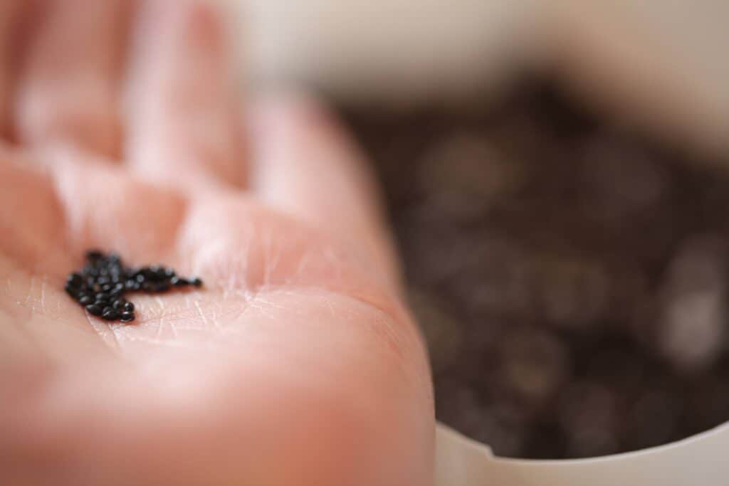 a hand holding Columbine seeds for winter sowing