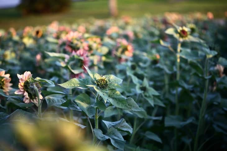 a field full of pink sunflowers, showing how late to plant sunflower seeds