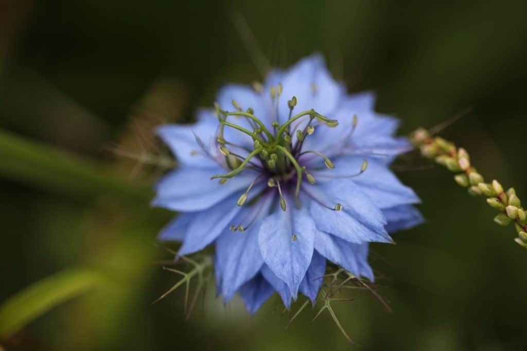 to demonstrate gardening terms for beginners, a blue nigella bloom in the garden
