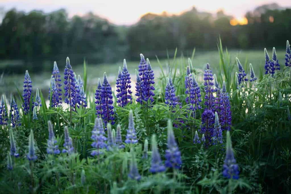 purple lupines growing in a cluster