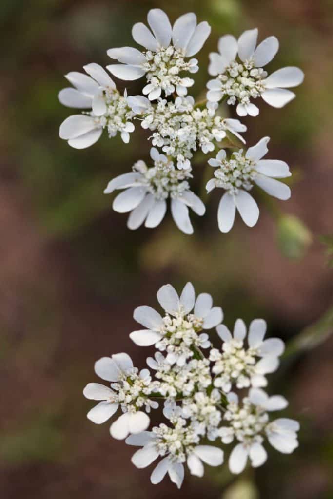 two orlaya umbels with smaller flowers rimmed with larger petals for a symmetrical look