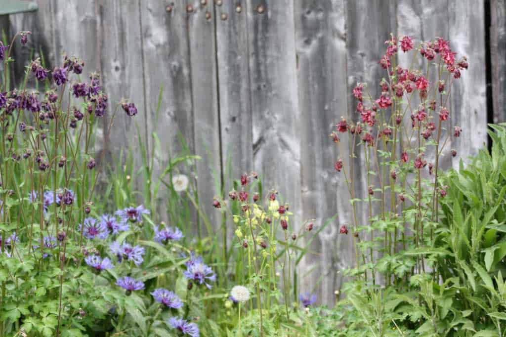 perennial bachelor buttons growing with Columbine in the garden