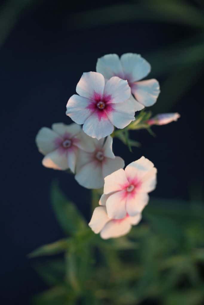 annual phlox growing in the garden