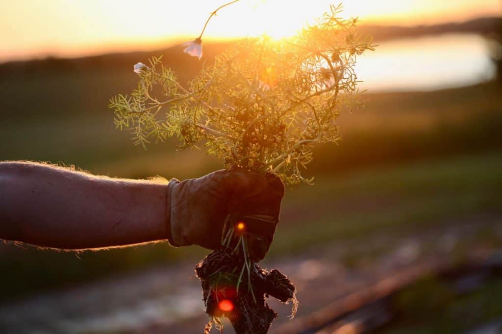 a hand holding a bunch of cosmos seedlings to be planted