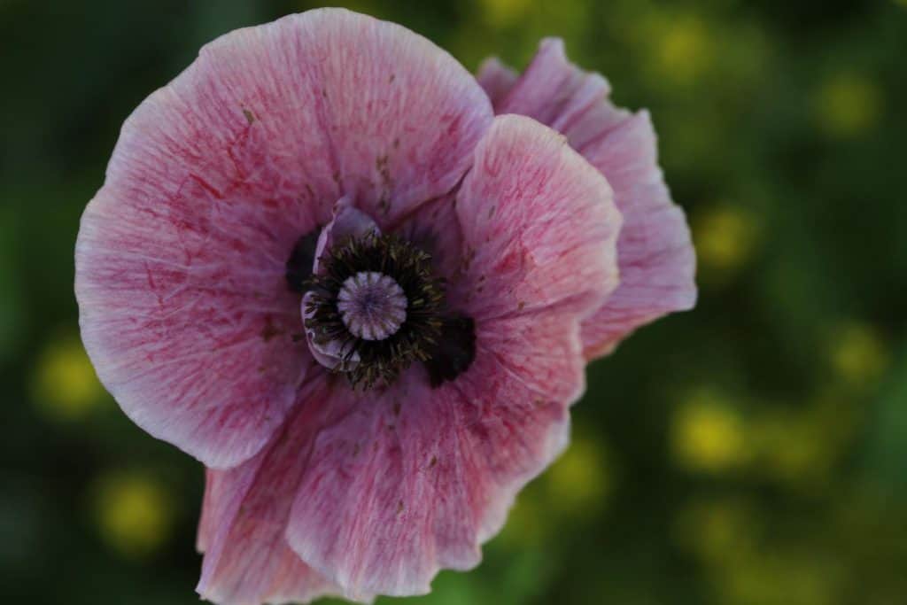 a pink coloured Shirley poppy reseeded in the garden, showing how to grow poppies from seed