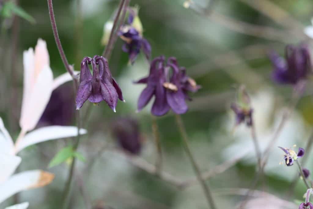 purple Columbine flowers in the garden