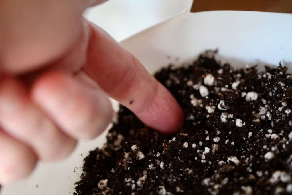 planting seeds in milk jugs, showing how to grow poppies from seed