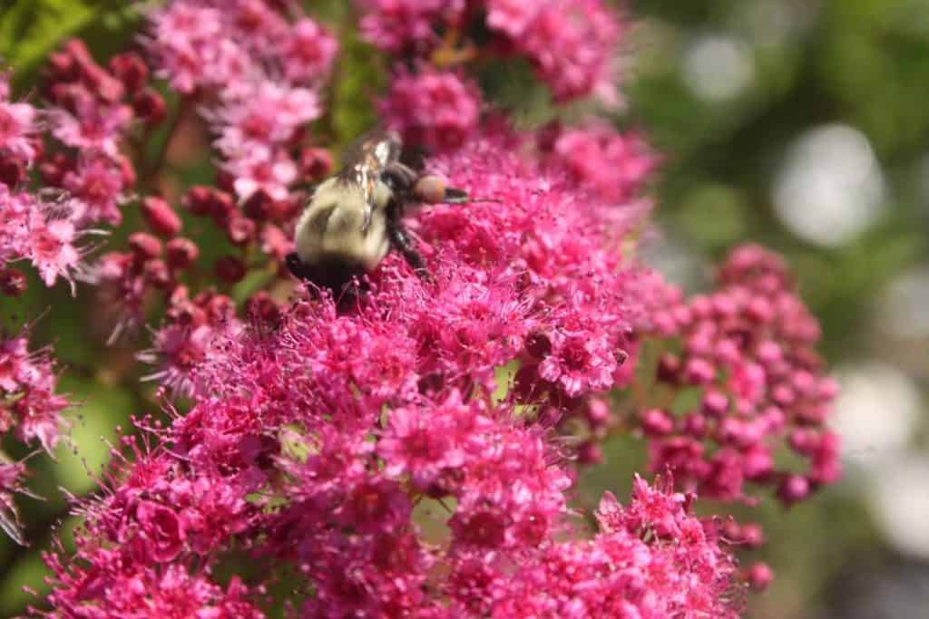 to demonstrate gardening terms for beginners, a bee on a pink flower