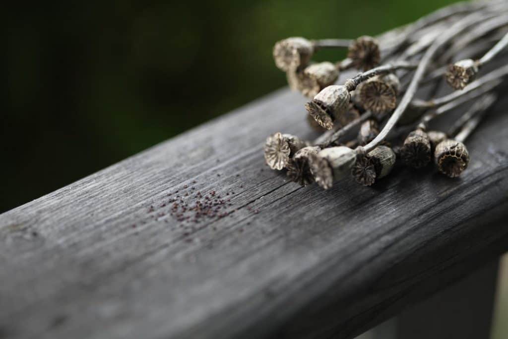 poppy pods and seeds on a grey wooden railing, showing how to grow poppies from seed