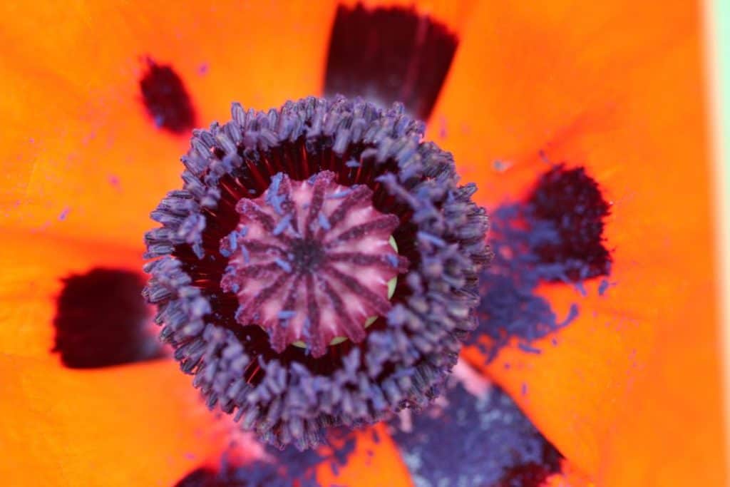 the centre of an orange oriental poppy, the anther framed boss