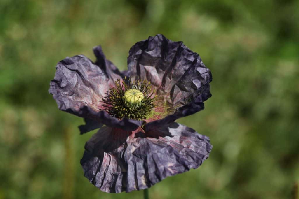 a purple grey coloured Shirley poppy growing in the garden, showing how to grow poppies from seed