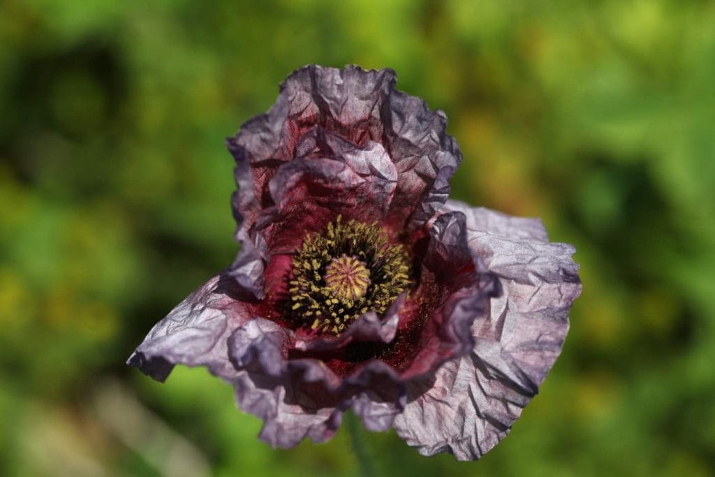 a purple poppy in the garden against a green blurred background