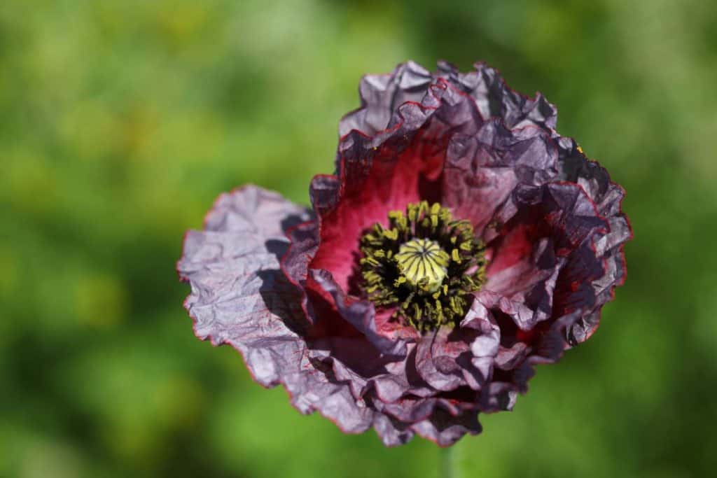 a purple poppy with a pink centre against a blurred green background, showing how to grow poppies from seed
