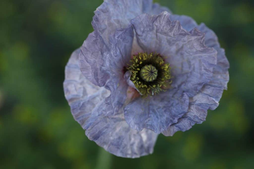 a purple grey coloured poppy against a blurred green background, showing how to grow poppies from seed