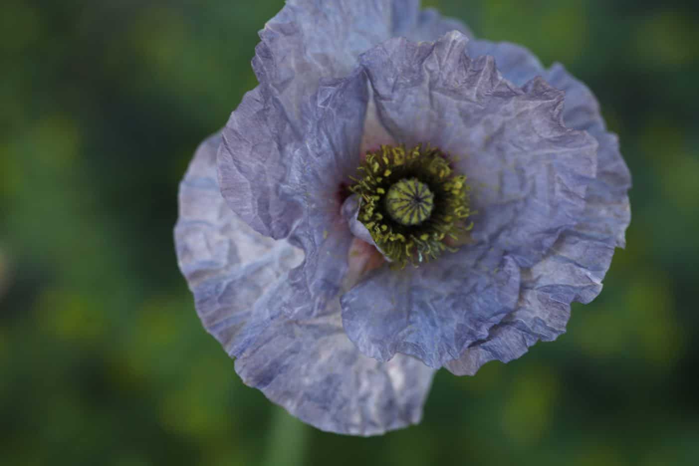 a purple poppy in the garden