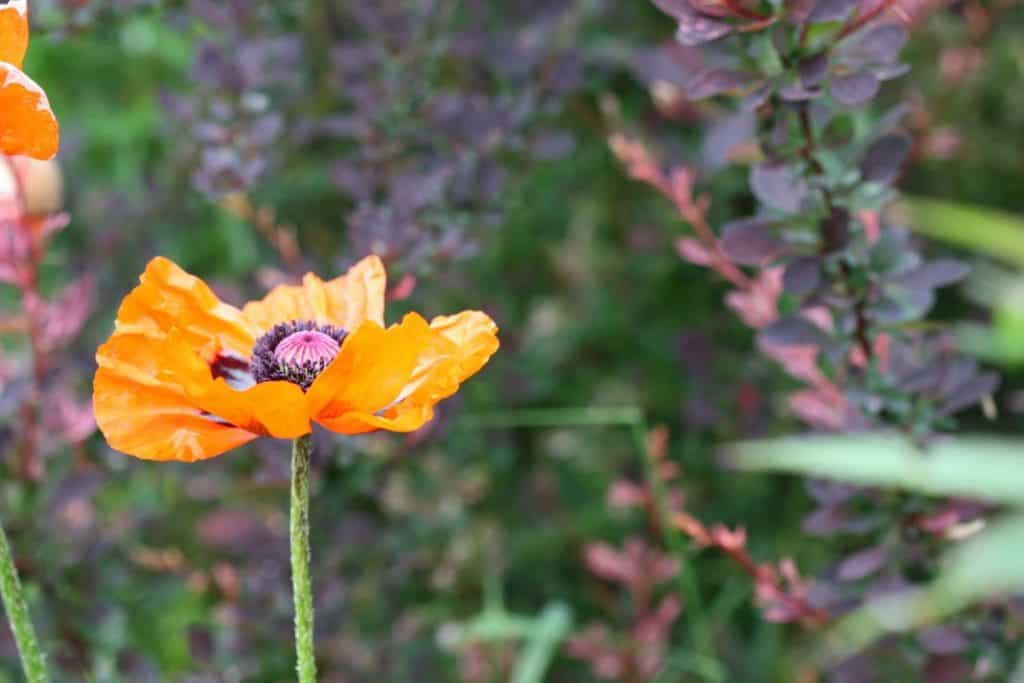 an orange poppy growing in the garden