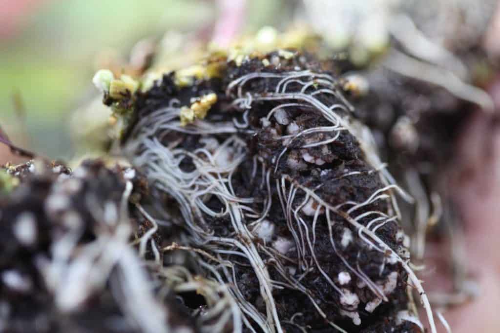 root systems on new seedlings ready for transplanting