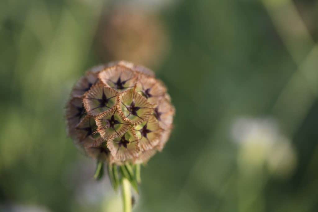 interesting seed pod of Scabiosa Stellata