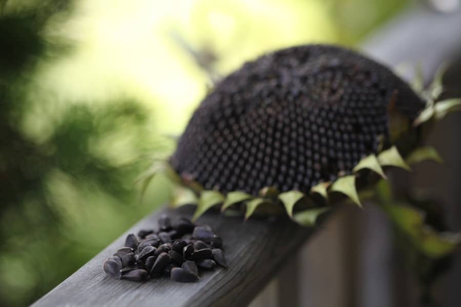 seeds and sunflower head on a wooden railing