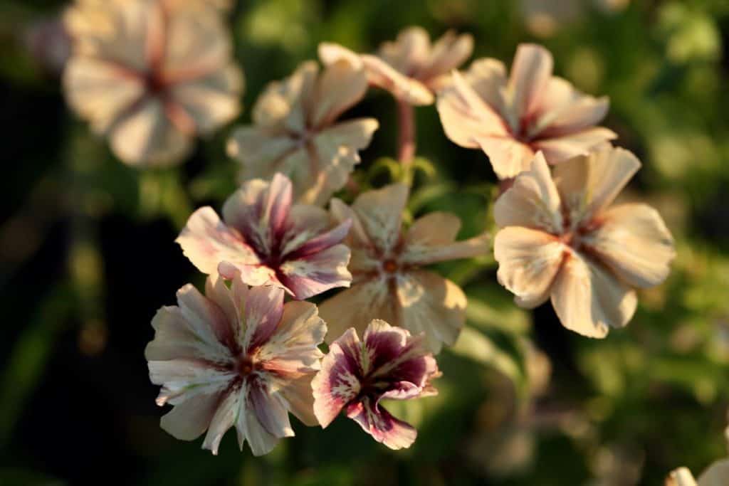 annual phlox blooms in the garden