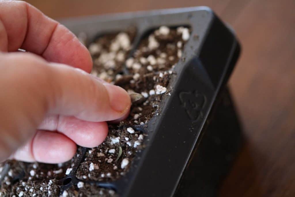 sowing zinnia seeds in a cell tray, to demonstrate gardening terms for beginners
