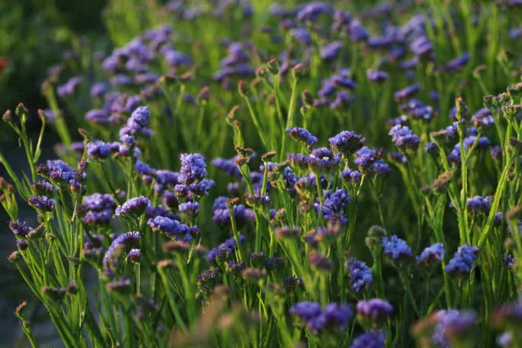 purple statice plants growing in the garden