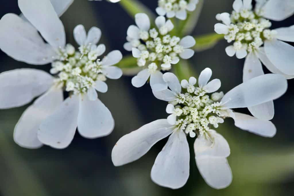 closeup of an orlaya bloom