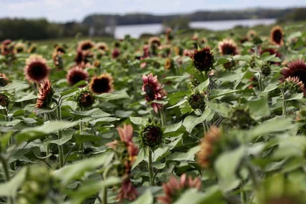 a field of procut plum sunflowers, showing how late to plant sunflower seeds