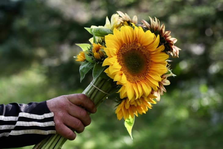 a hand holding a bouquet of sunflowers