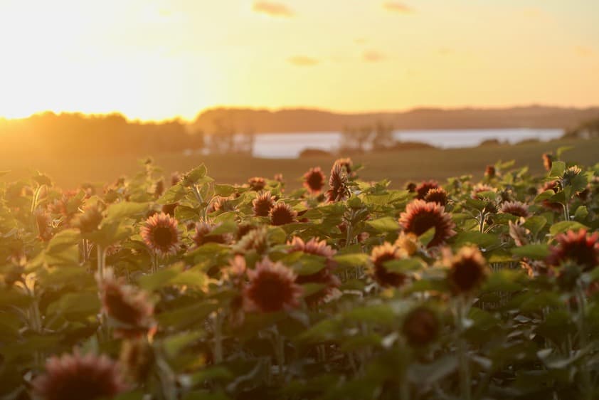 sunflowers in a field at sunset