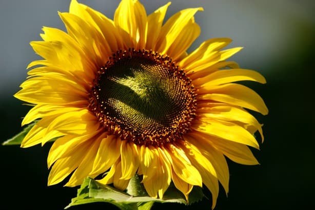 a yellow sunflower with a green centre disc