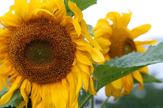 yellow sunflowers in the garden, showing how late to plant sunflower seeds