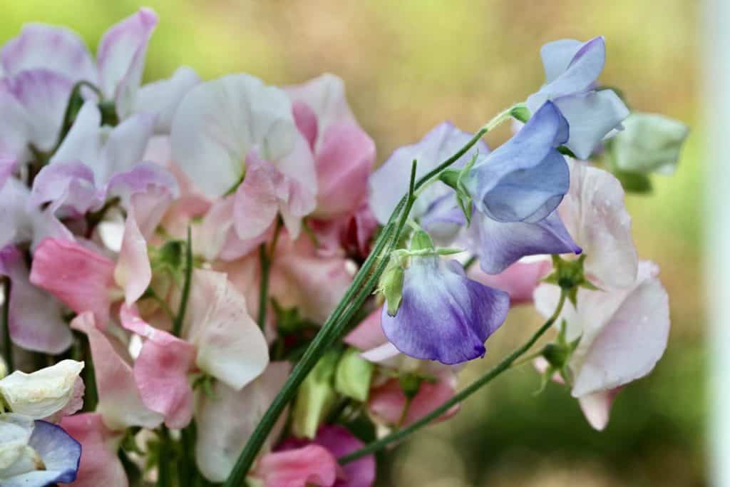 colourful sweet pea blooms are cut and come again flowers