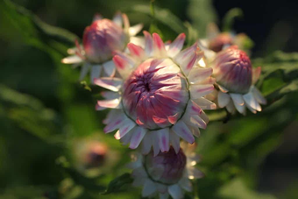 pink strawflowers growing in the garden