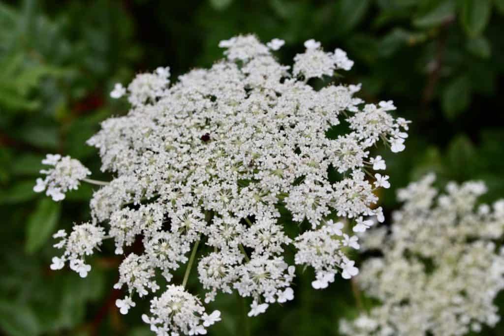 Queen Anne's lace bloom