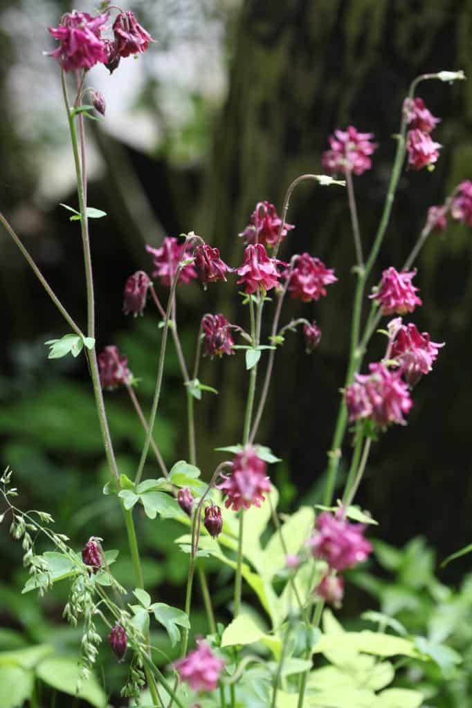 a Columbine plant with burgundy bell shaped flowers growing in the garden